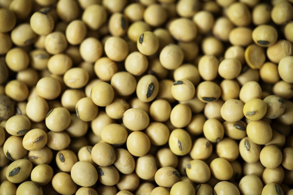 Closeup of soya bean seeds product